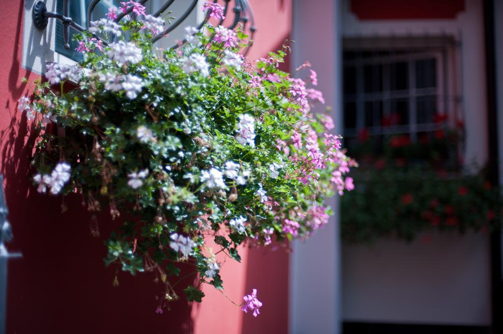 B&B Il Pettirosso Malonno ภายนอก รูปภาพ